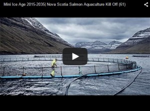 Mini Ice Age 2015-2035 Nova Scotia Salmon Aquaculture Kill Off